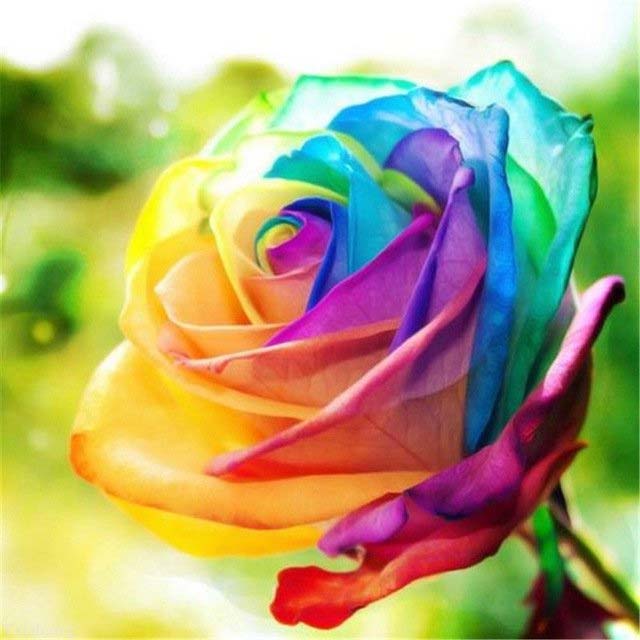 عکس گل رز شیک و زیبا رنگین کمانی