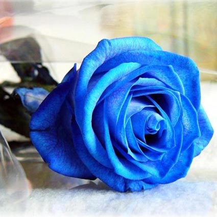 عکس پروفایل گل رز آبی
