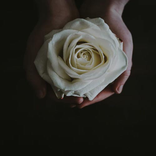 عکس پروفایل گل رز سفید