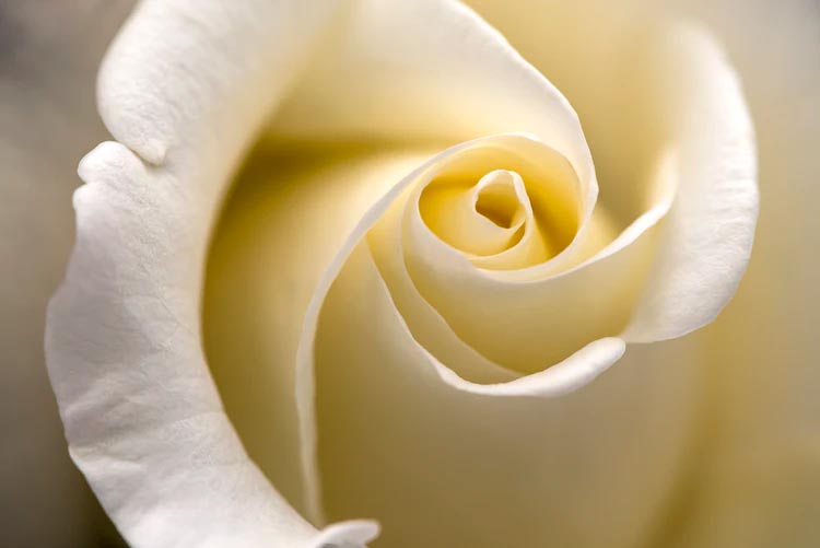 گل رز سفید - عکس پروفایل