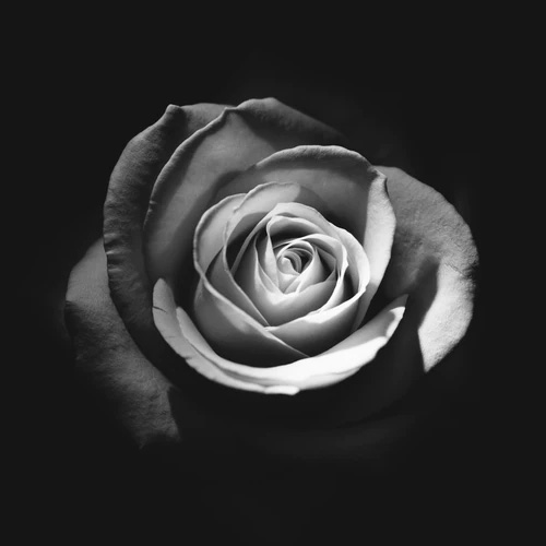 گل رز مشکی/سیاه برای عکس پروفایل