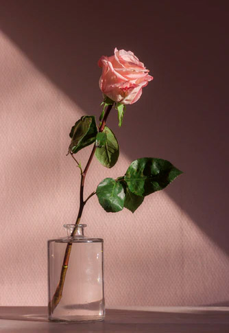 عکس قشنگ از گل رز