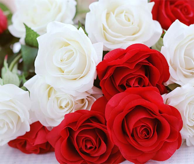 گل رز قرمز و سفید طبیعی
