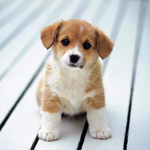 عکس بچه سگ کوچولو - توله سگ
